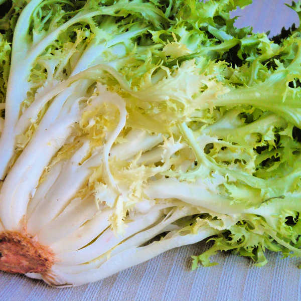 Endive Hodgepodge (Endivien Untereinander)